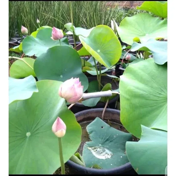 Jual Tanaman Bunga Lotus: Tanaman Air Cantik untuk Taman dan Kolam